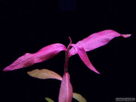 Polygonum sp. 'Sao Paulo'