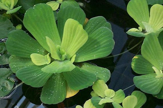 Pistia stratiotes